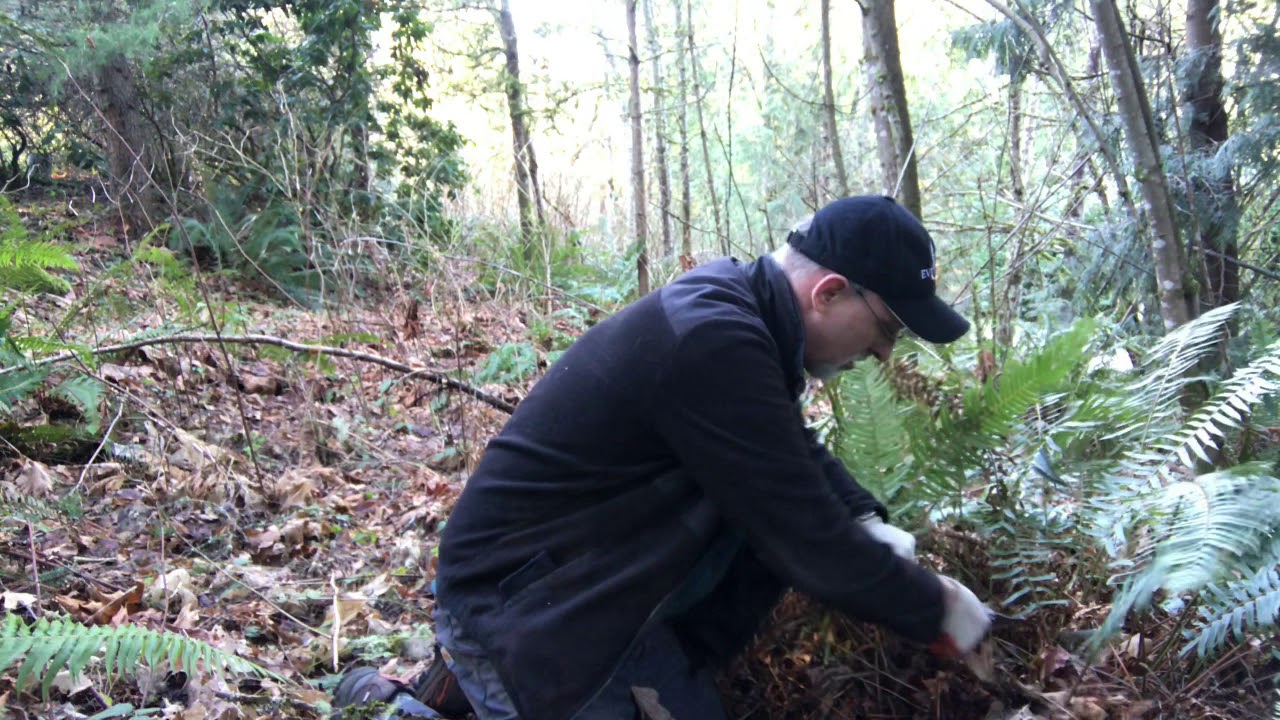 When & How to cut Ferns