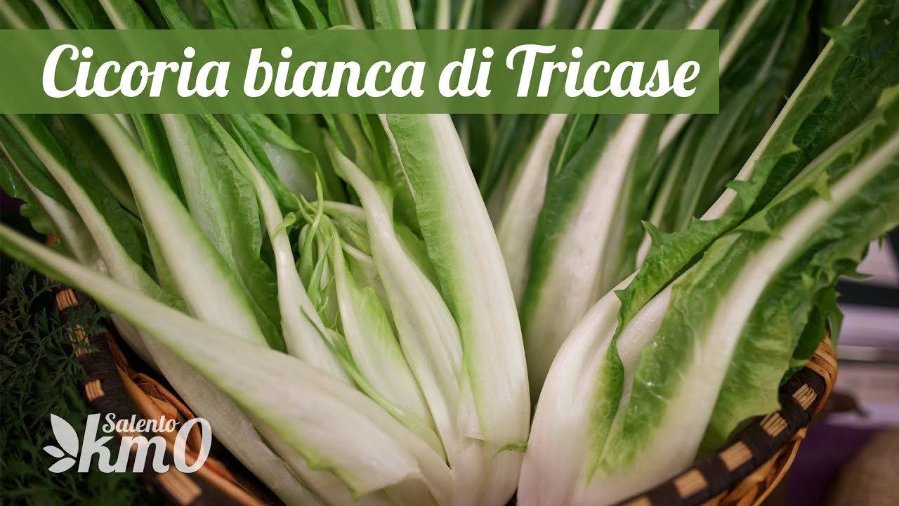La cicoria bianca di Tricase