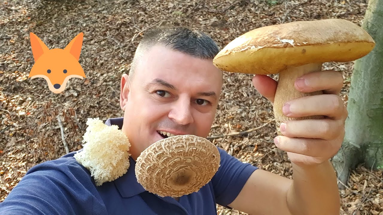 Berba GLjiva - Ima Jestivih ALi i Otrovnih koliko HOCETE !
