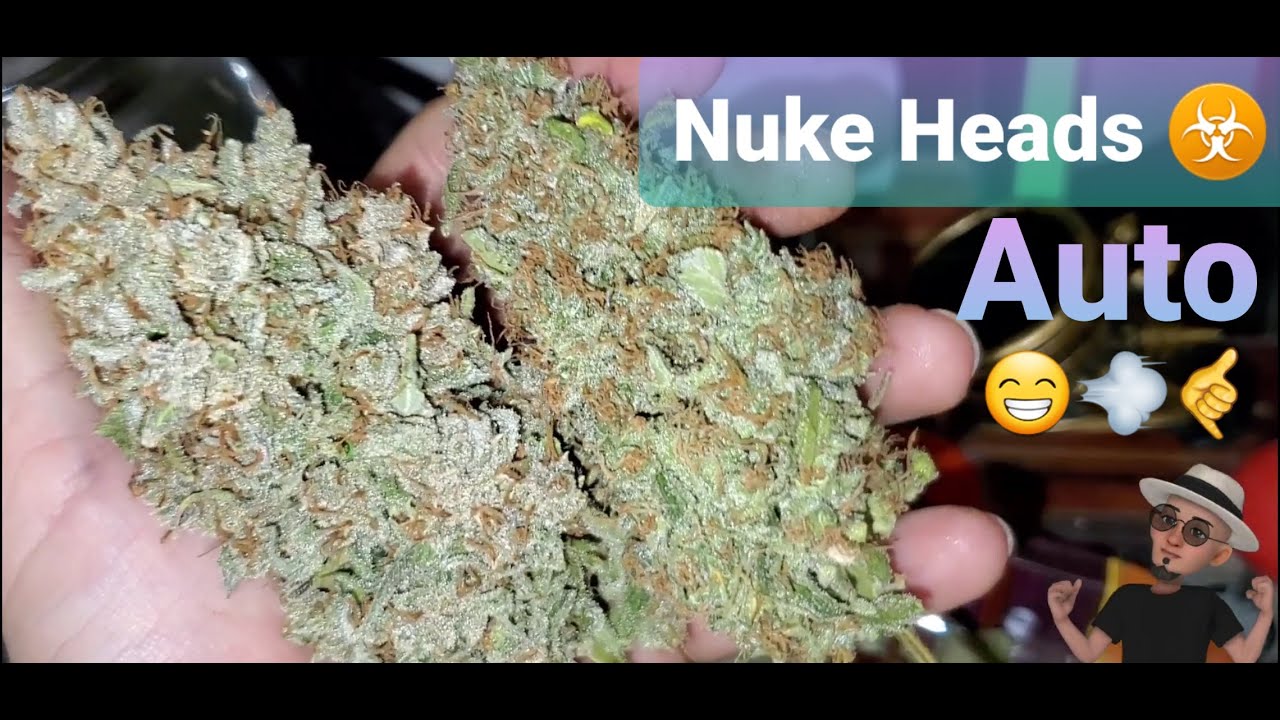 Nuke Heads Auto , Biggest BUD I Ever Grew . REVIEW ( TV420 📺  )