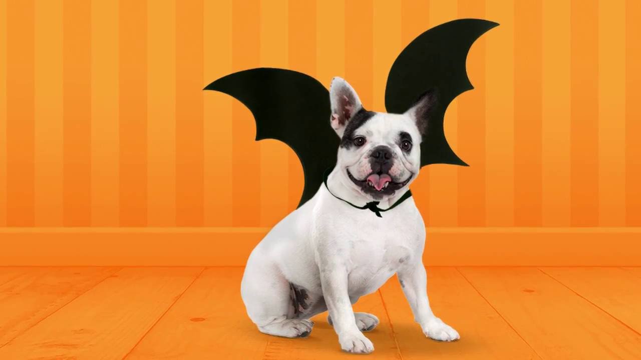 Tutorial: Disfraz de murciélago para tu perro | Petys®