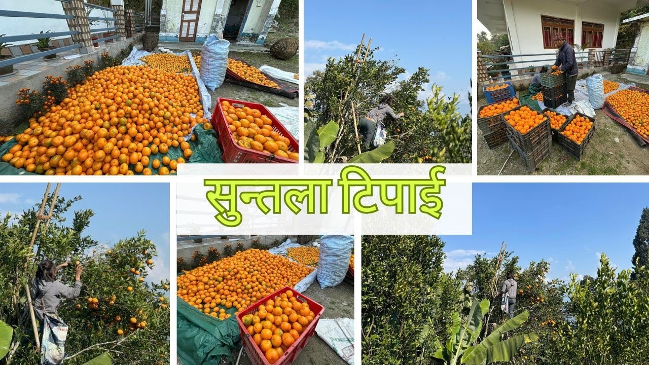 घरकाे सुन्तला टिपाई || अर्गानिक सुन्तला ।। ORGANIC ORANGES @ManojRai002 