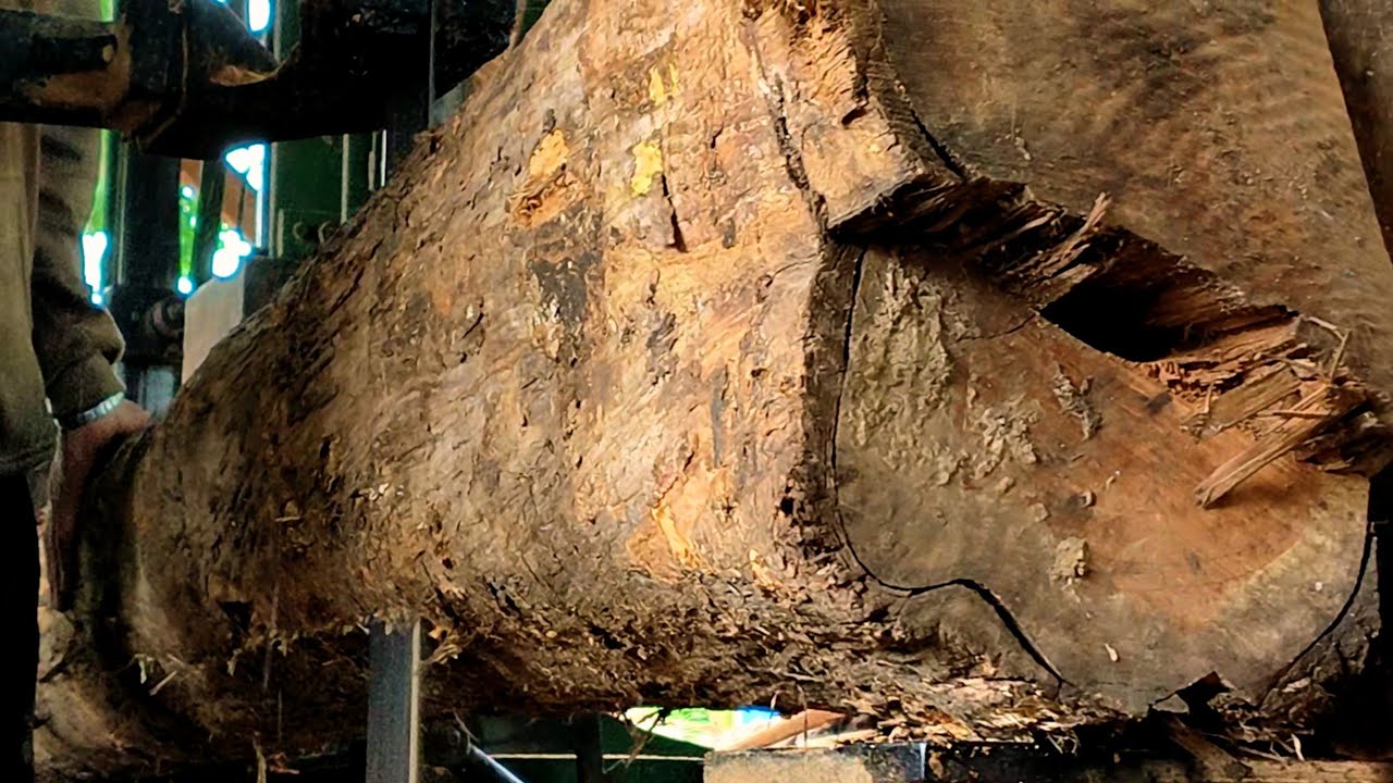 The process of processing teak trees in a sawmill 