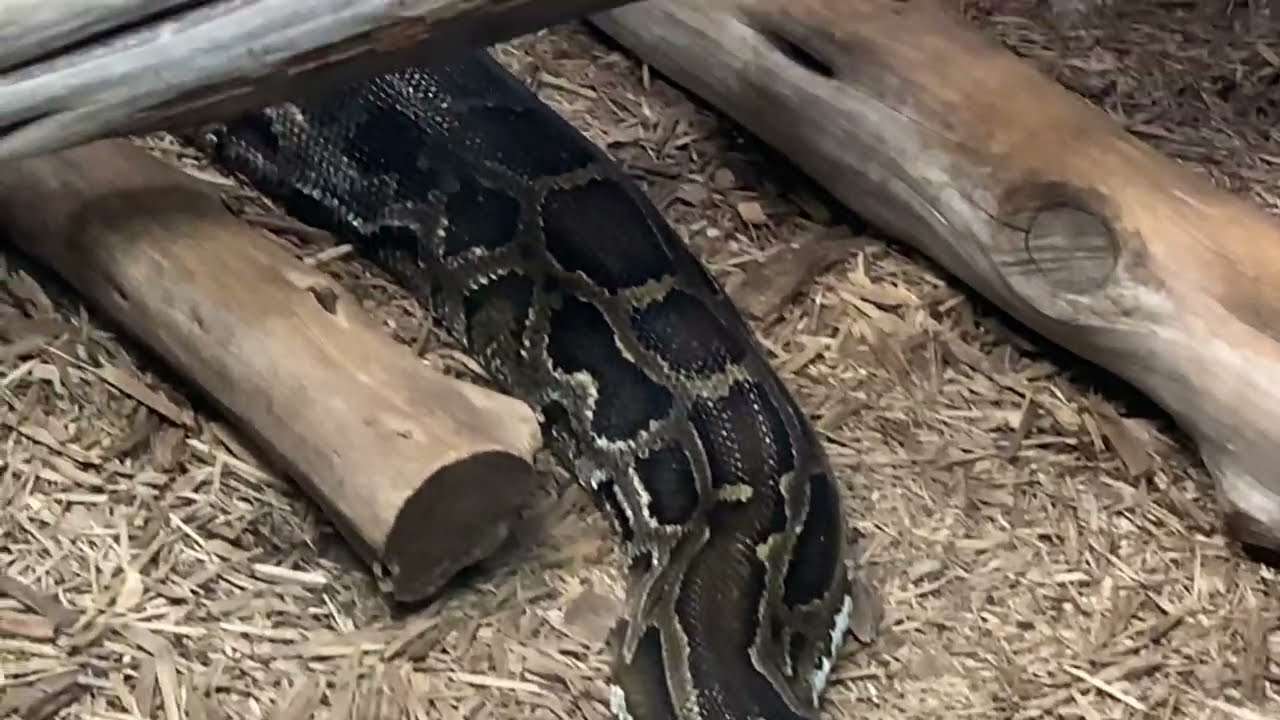 Massive Burmese Python Up-Close | A Glimpse of the Giant Serpent!