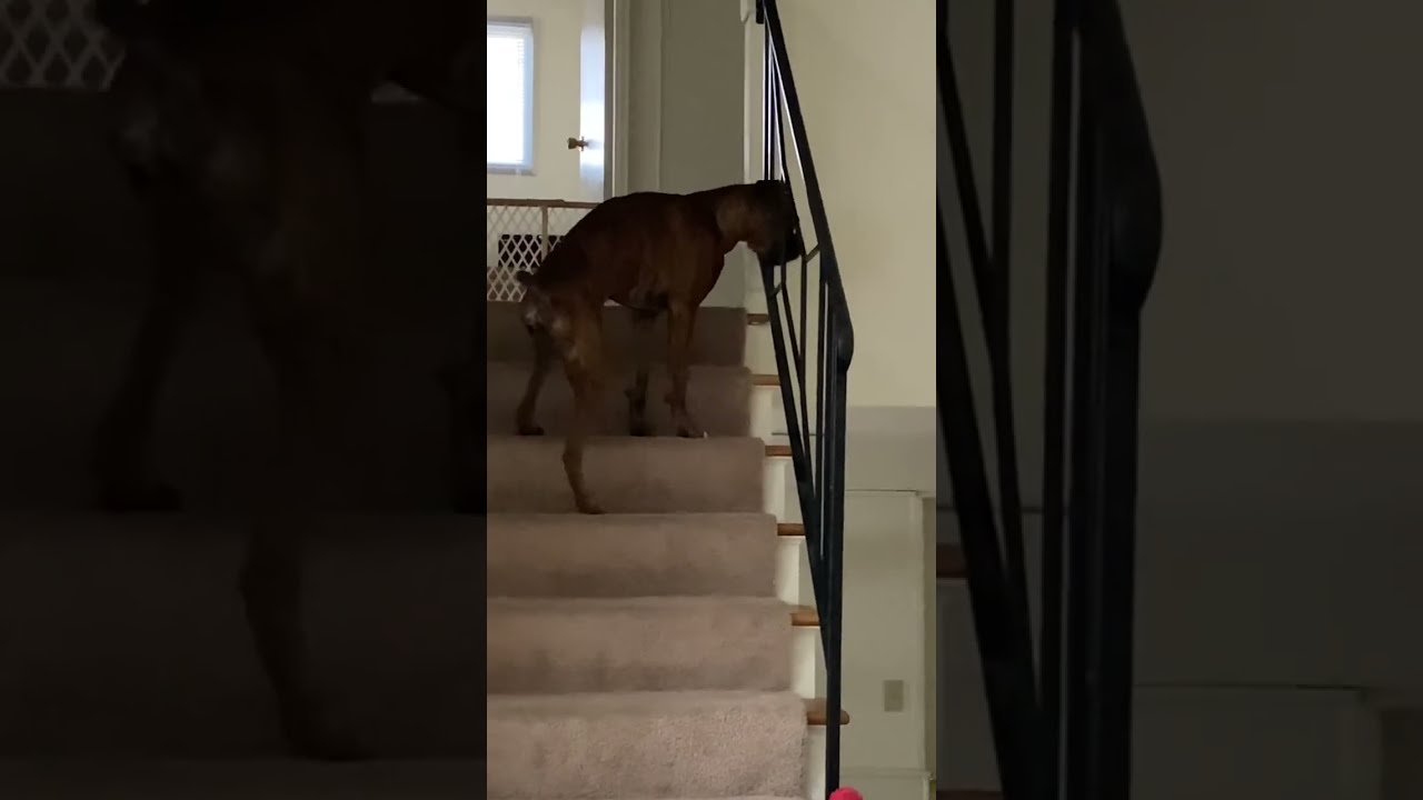 Where&rsquo;s my ball? #boxerdog #funnydogs #dog #boxer #funnydogvideos #tennisballs