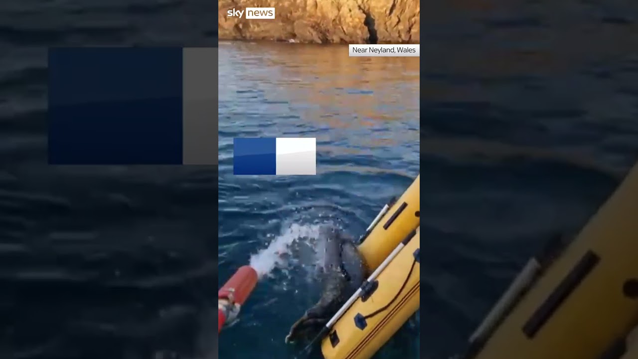 Seal lounges on 'stolen' dinghy