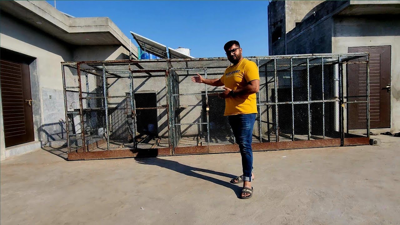 30 Baby Pigeons Shift Kiyay | Ch Sakhi Muhammad Bhatti Pigeons