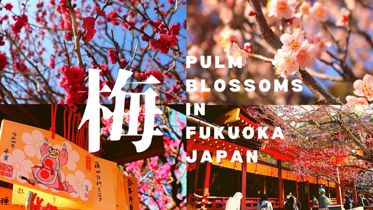 Dazaifu Tenmangu Shrine - Plum Blossom Season