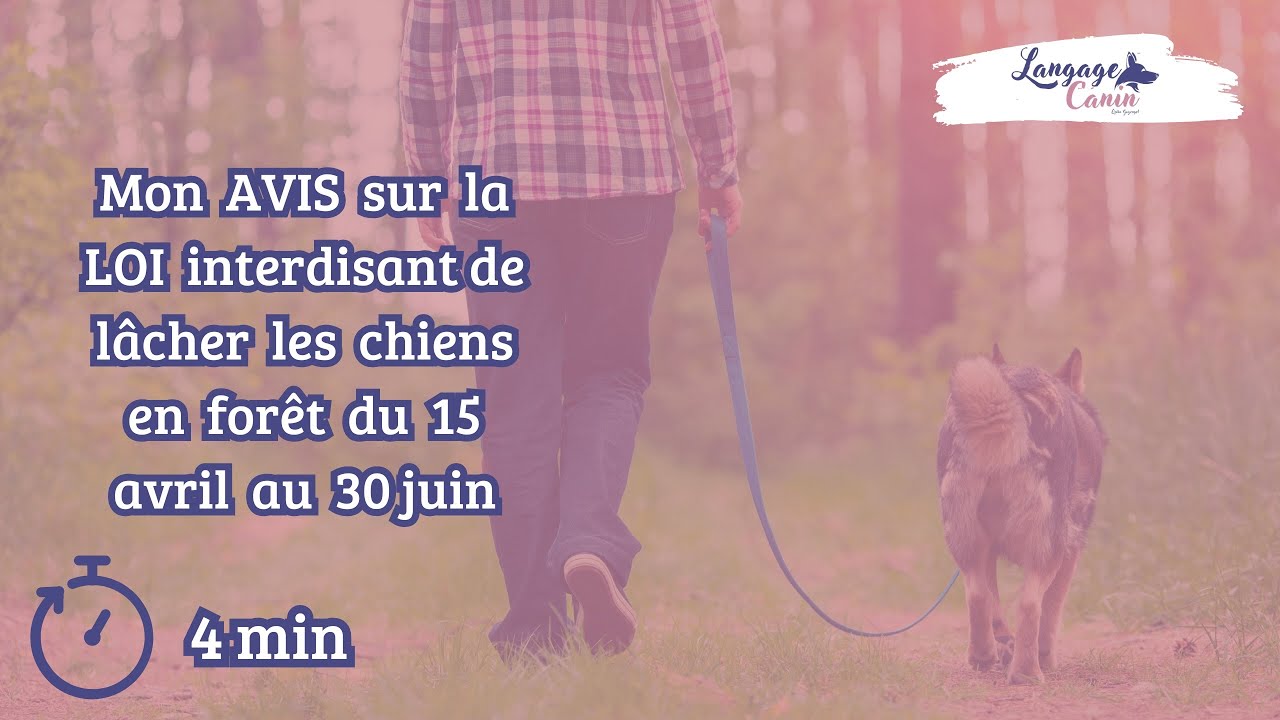 Mon AVIS sur la LOI qui INTERDIT de LÂCHER son CHIEN en FORÊT