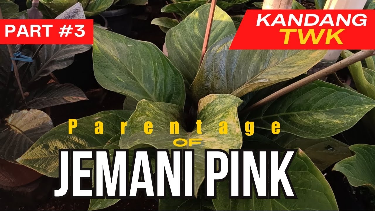 REVIEW INDUK PENCETAK JEMANI PINK versi Kandang TWK