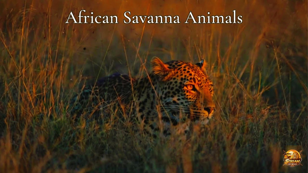 A Deep Look Into the African Savanna and Its Complex Wildlife System