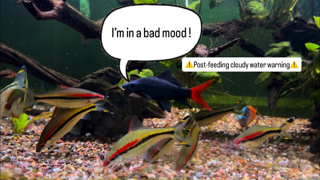 Angry RedTail Shark Chasing Siamese Algae Eaters & Bala Sharks
