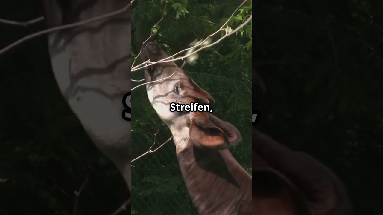 Erstaunliche Tiere mit O:  Einblicke in die Tierwelt! 🐙🦧