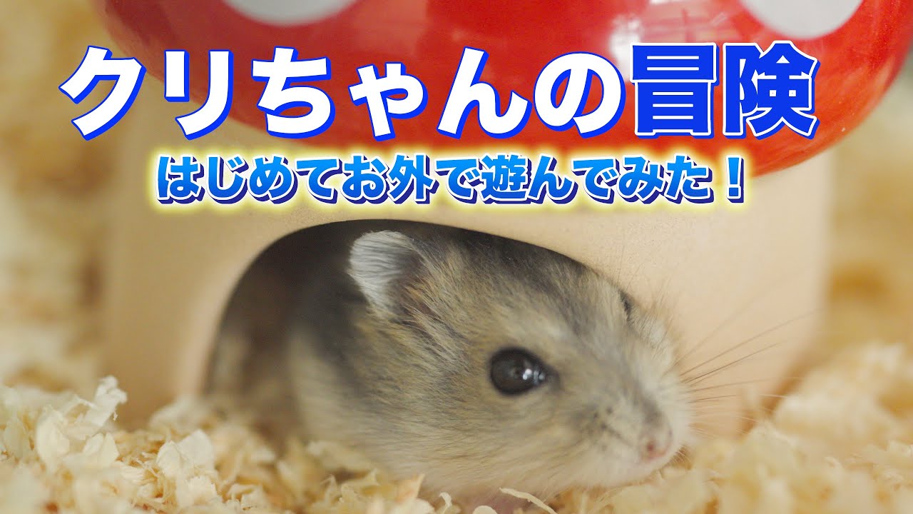 [第8話] 0歳ハムスター、初めてケージの外へ！ | Baby Hamster Exploring Outside a Little