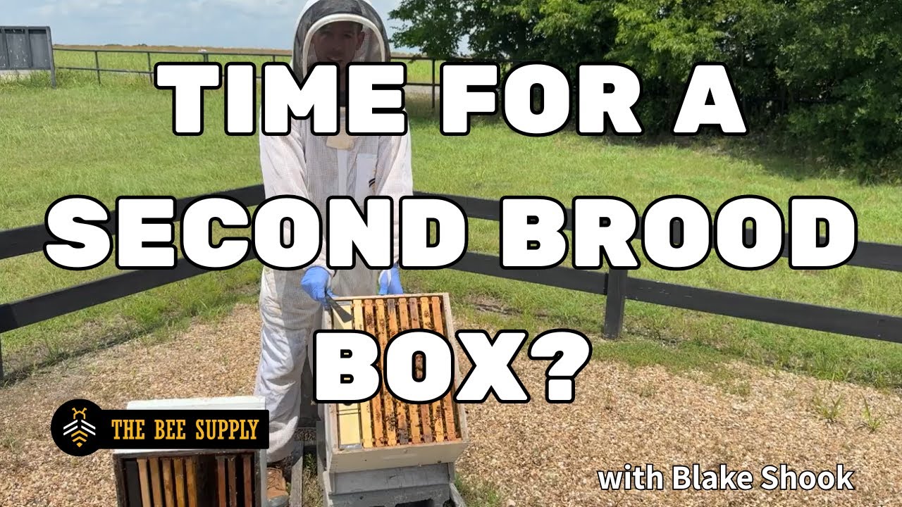 BEEKEEPING: When and How to Add a Second Brood Box