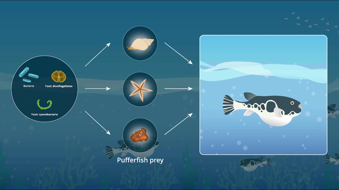Research introduction 5_How different pufferfish selectively take up different toxins (Dr. Arakawa )