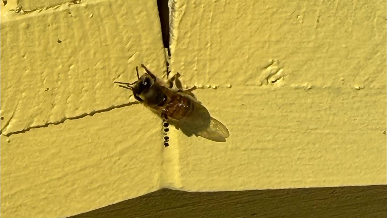 Bees after the blizzard of 2026