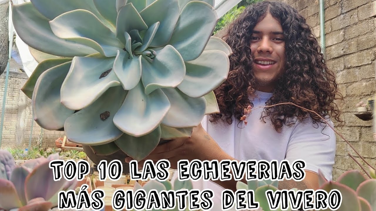 Top 10 las Echeverias más gigantes del vivero, parte de mi colección personal y creaciones