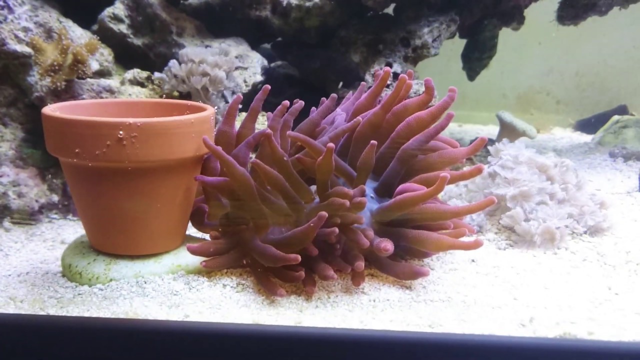 Meine kupferanemone wandert