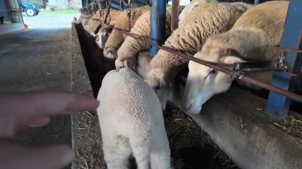 Koyun Sürüsünü Toplu Besiye Aldık! (Toklu, Kuzu, Koyun ) Küçükbaş Besleme - Rasyon