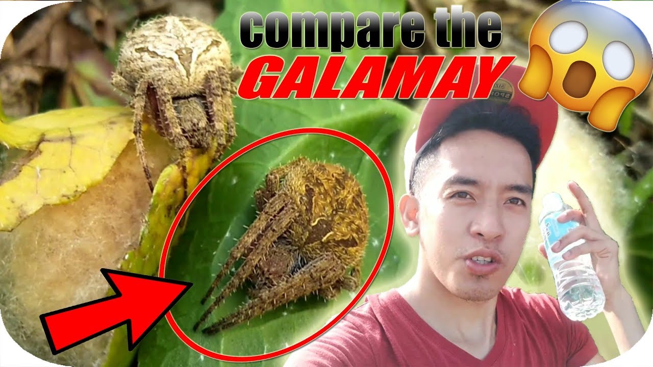 🔴SA WAKAS! 2019 PINAKAMALAKI AT PINAKAMAHABANG GAGAMBANG NAHULI KO