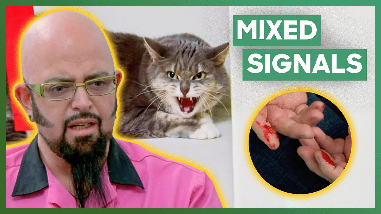 Jackson Galaxy Helps An Aggressive Cat That Keeps Attacking Its Owners | My Cat From Hell