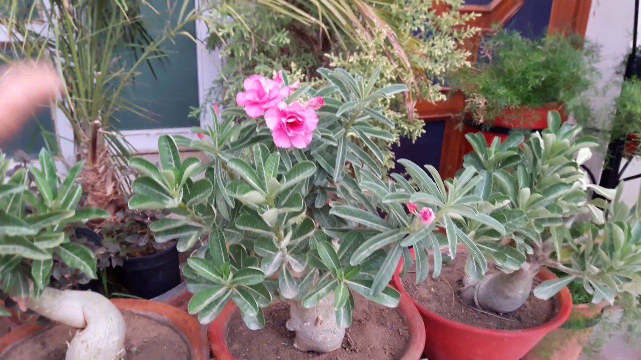 Adenium Care Tips for Rainy Season / Monsoon || How to Care Adenium in Rainy Season / Monsoon