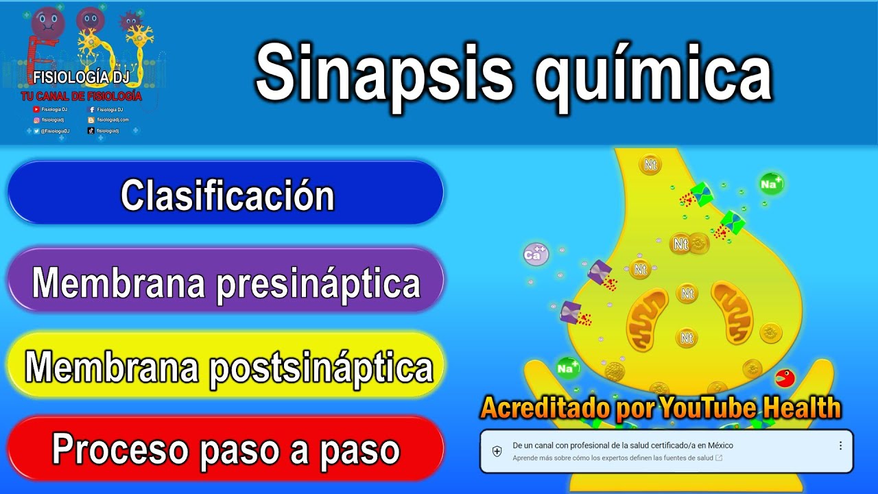 Sinapsis qu&iacute;mica