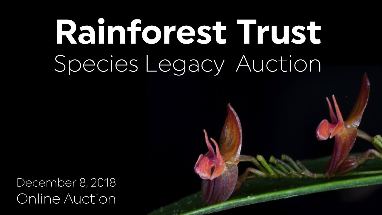 Rainforest Trust Species Legacy Auction