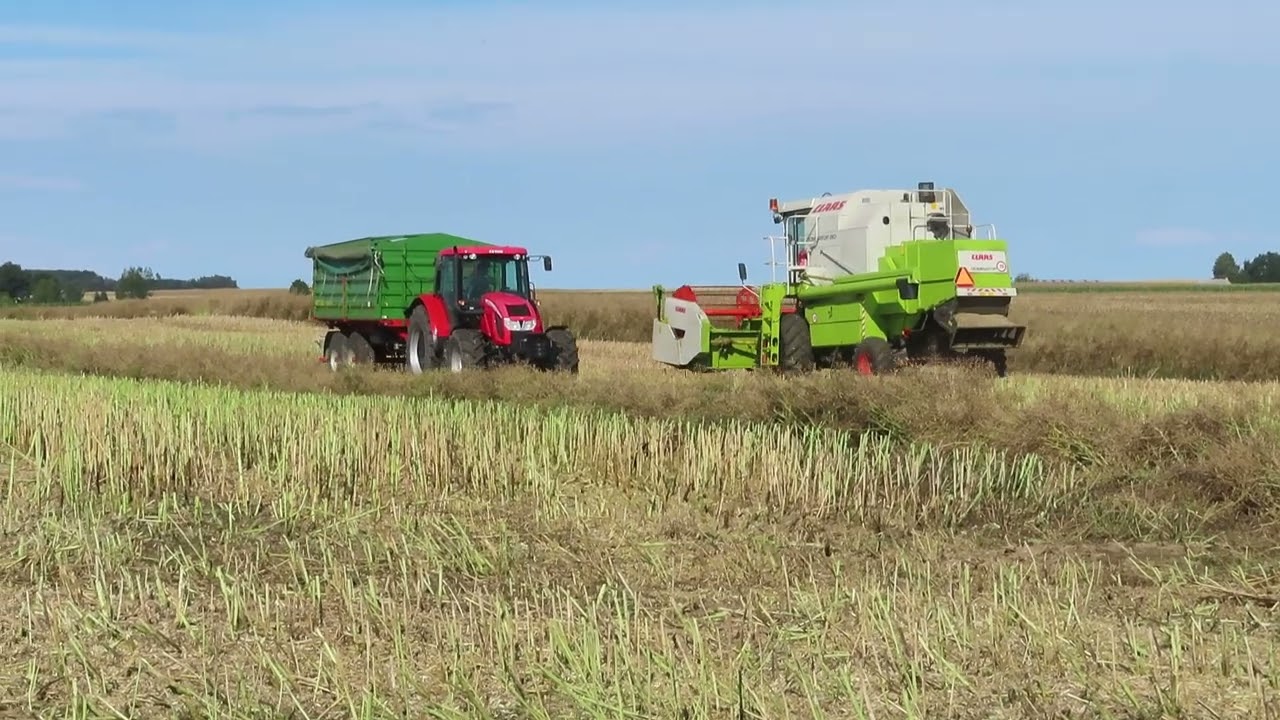 claas dominator 130 rzepak