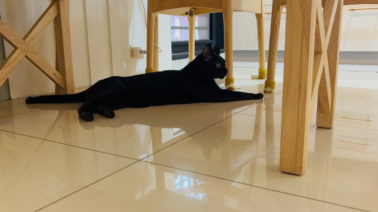 CATS VLOG|人需要成長，而貓不需要如此Humans need to grow,but cats don’t.