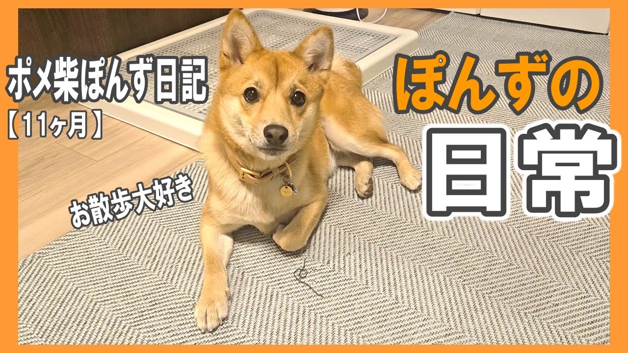 ポメ柴ぽんず日記【ぽんずの日常・冬】お散歩大好き／生後11ヶ月