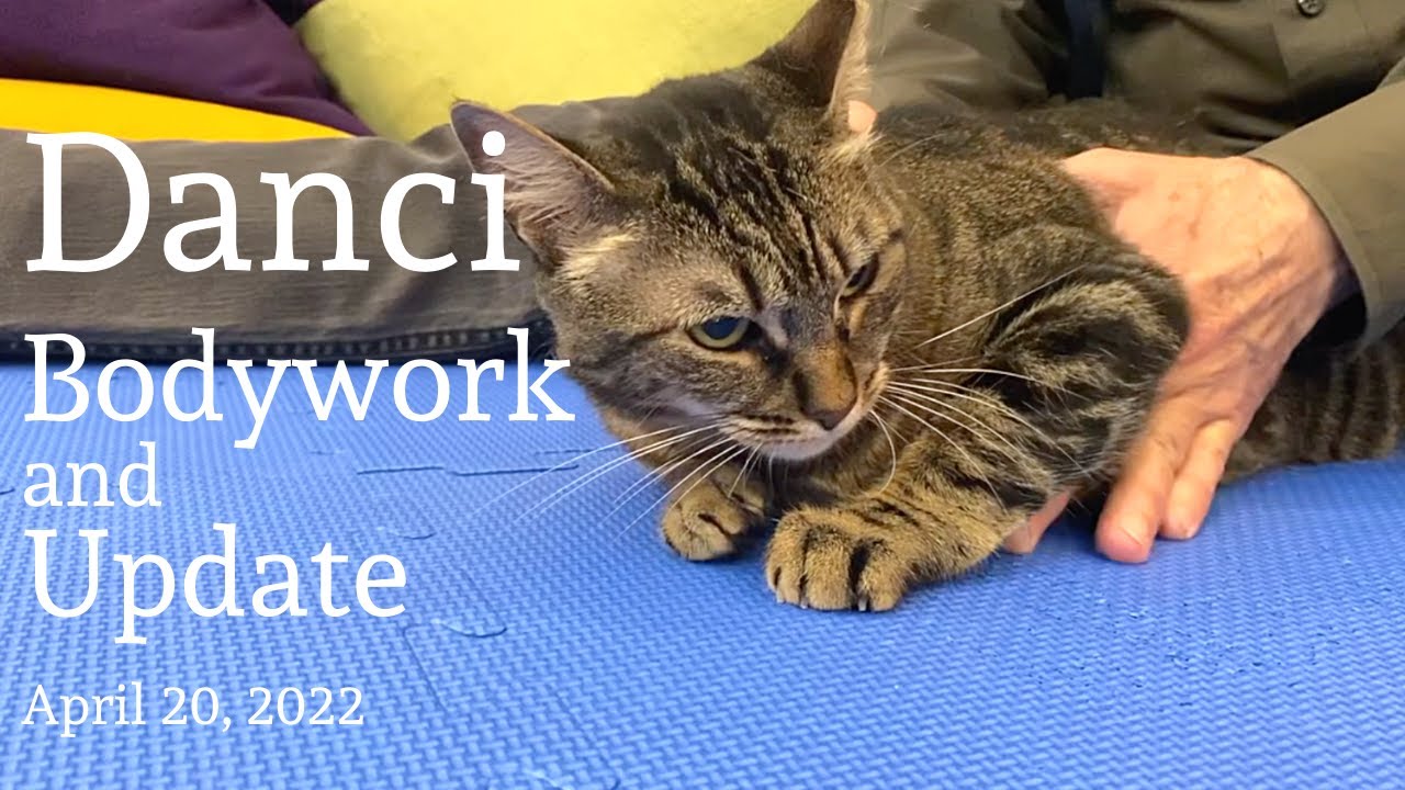 Danci — Bodywork and Update — April 20, 2022