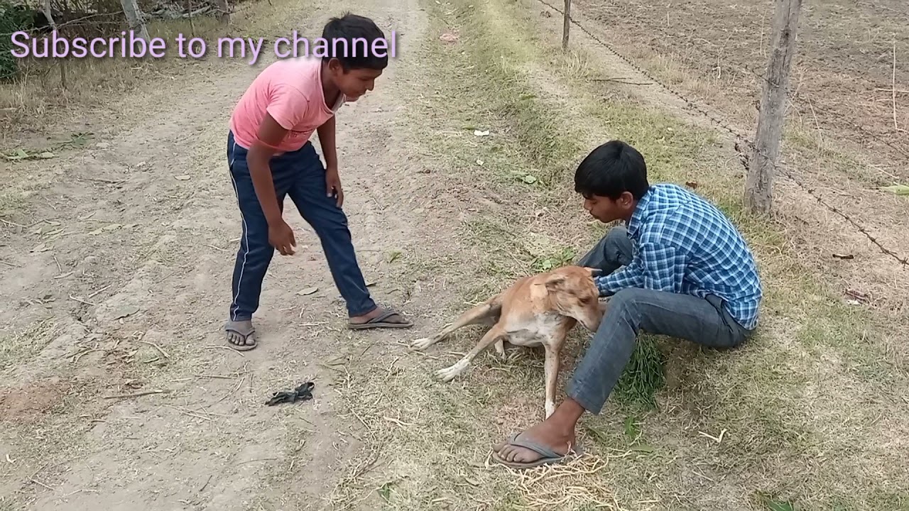 Gav ki comedy🔥🔥 Jadui Kutta🔥🔥