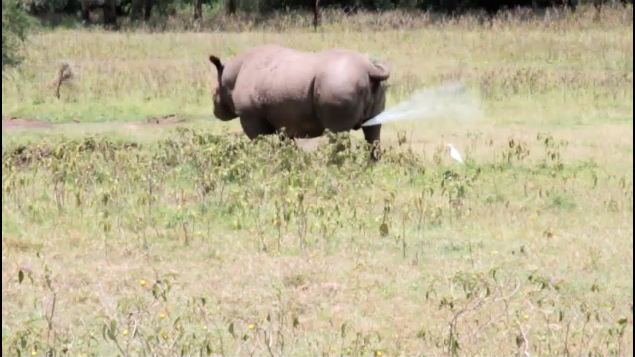 Endangered Rhinos - Pees on Bird (HD)