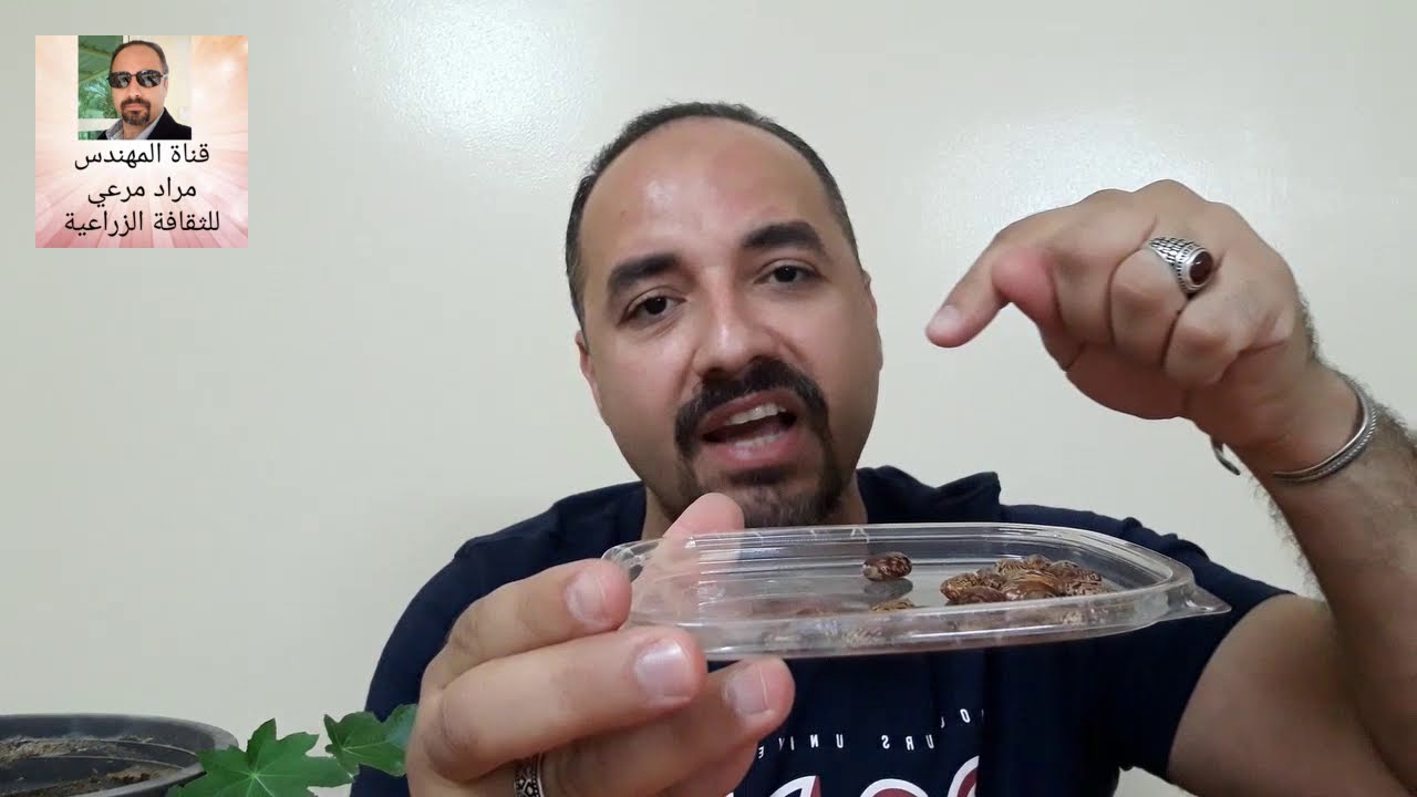 خروع طرق تكاثر والتسميد والرى والامراض Ricinus حلقة 245