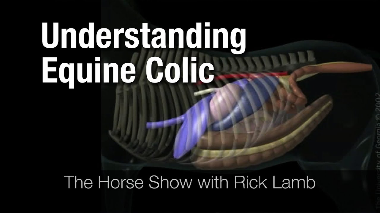 Understanding Equine Colic