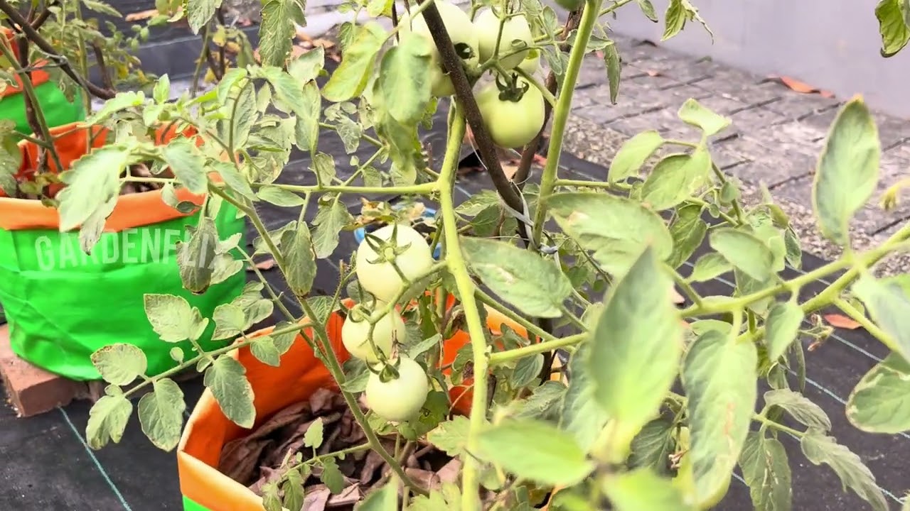Homegrown Tomatoes @ Gardenflix