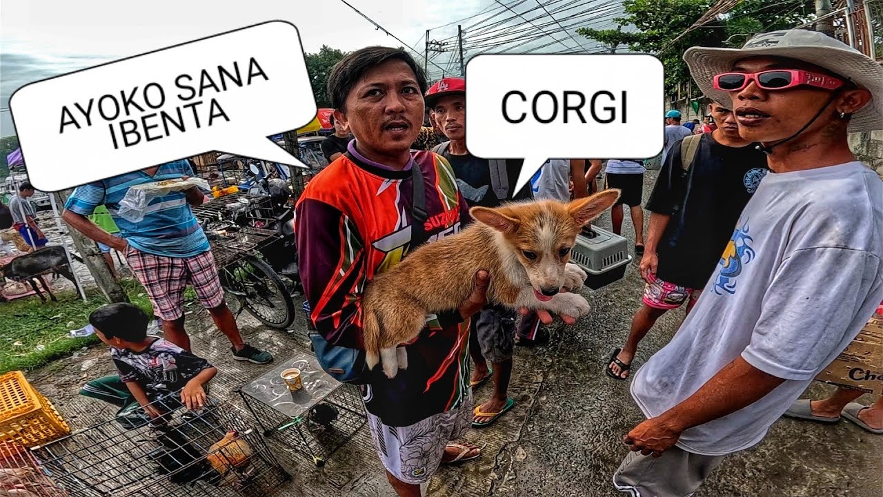 EKSENA SA BOCAUE OCTOBER 10, 2025 | PET TIANGGE
