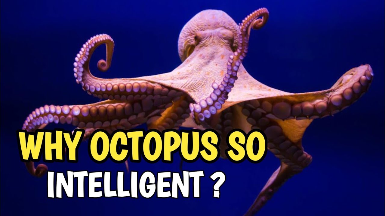 Why Are Octopuses So Intelligent? The Shocking Science Behind Their Alien Minds