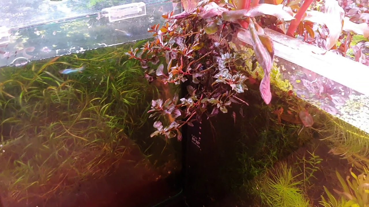 214. No Planaria