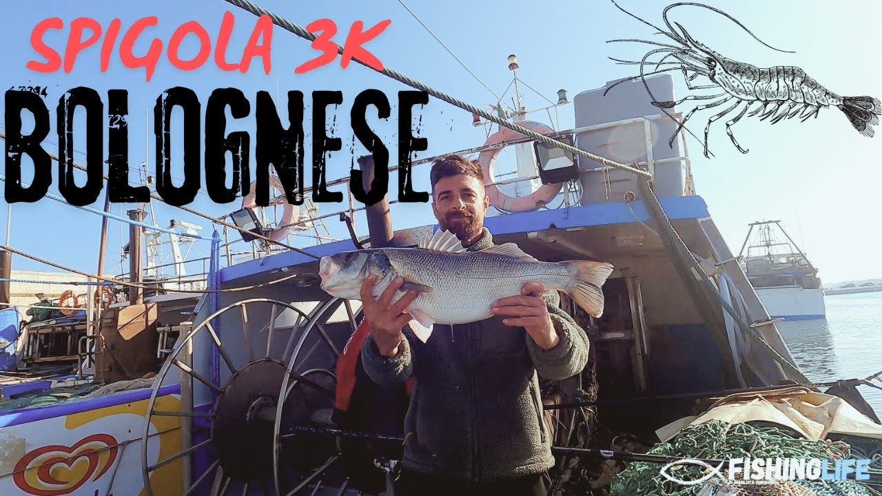 Bolognese e gamberetto vivo CORRENTE FOLLE e ZERO TOCCHE… poi ALL’IMPROVVISO una SPIGOLA da 3 KG! 😱🎣