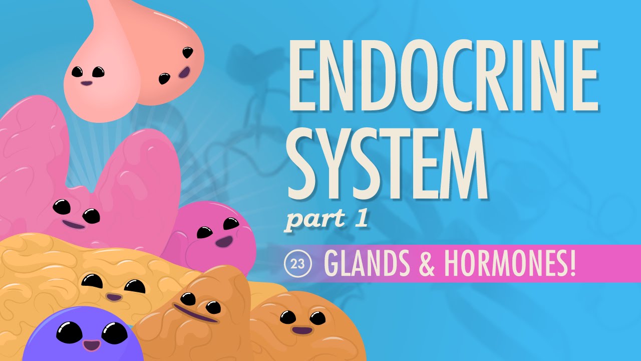 Endocrine System, Part 1 - Glands & Hormones: Crash Course Anatomy & Physiology #23