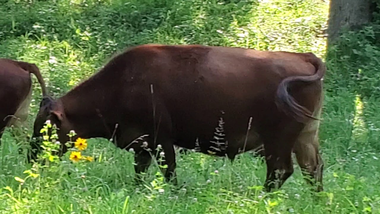 Greg Judy doing some silvopasture grazing
