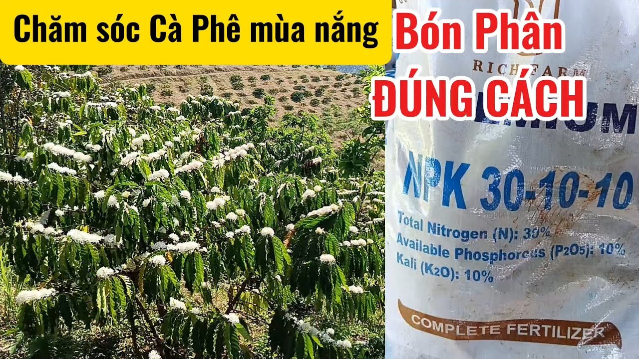 Bón Phân Cà Phê Mùa Nắng #giacaphehomnay #caphethangon #caphe