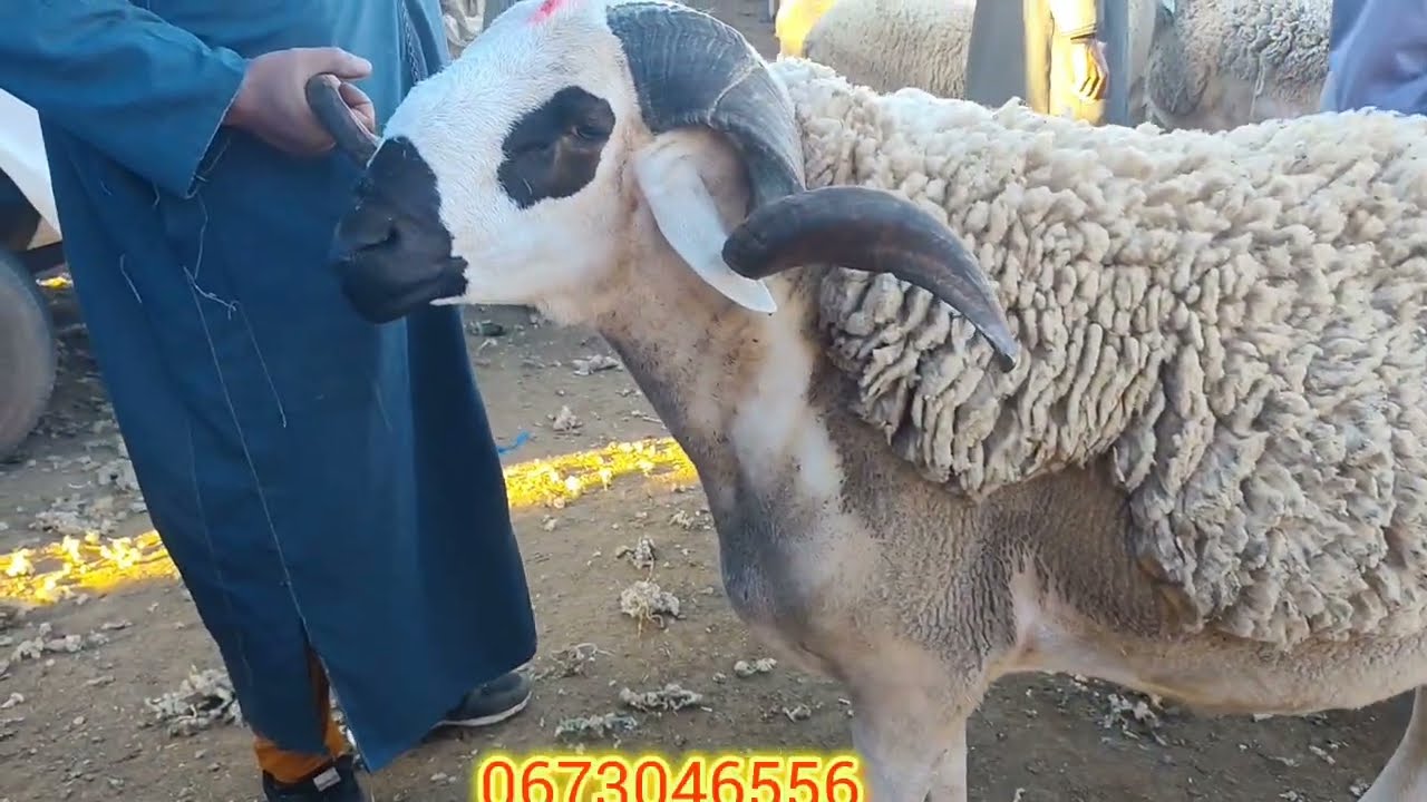 مباشرة من قلب سوق الاتنين قلعة السراغنة بتاريخ23/02/2026,🇲🇦🤲💸