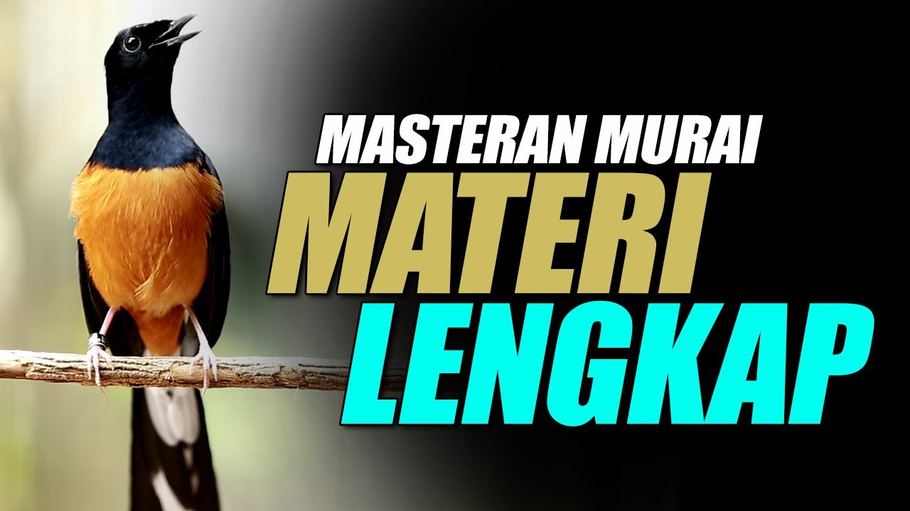 SUPER GACOR ‼️MURAI BATU MEMANCING EMOSI MURAI BATU PENDIAM DAN PEMALAS