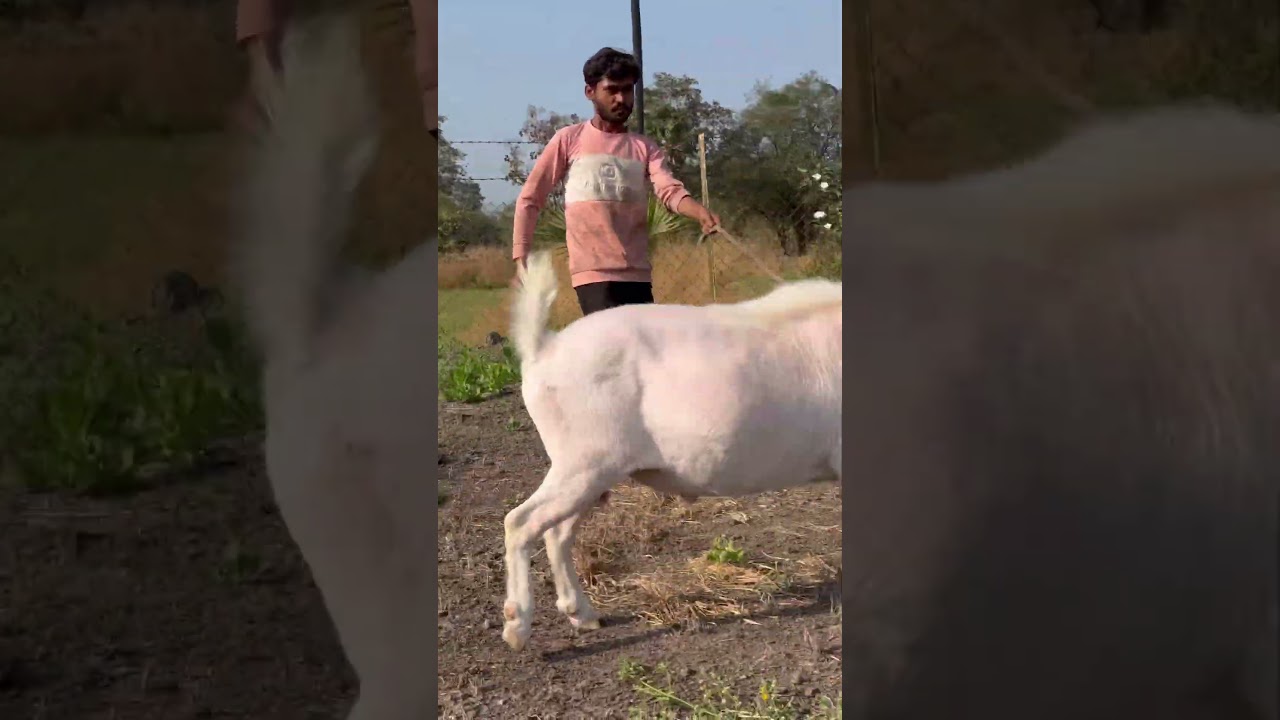 Playful Sannen Goat 