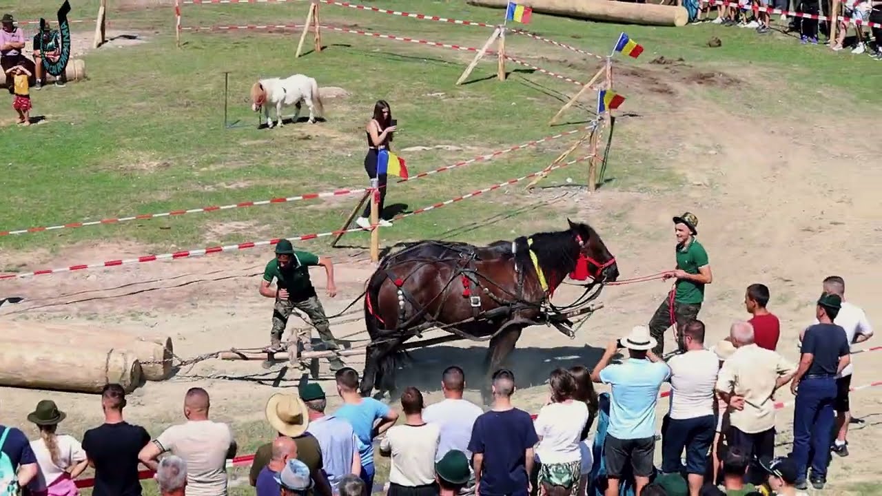Festivalul Ecvestru CERASU - PRAHOVA 2024Tractiune, Frumesete, si Targ de Cai @PromovariCaiRomania
