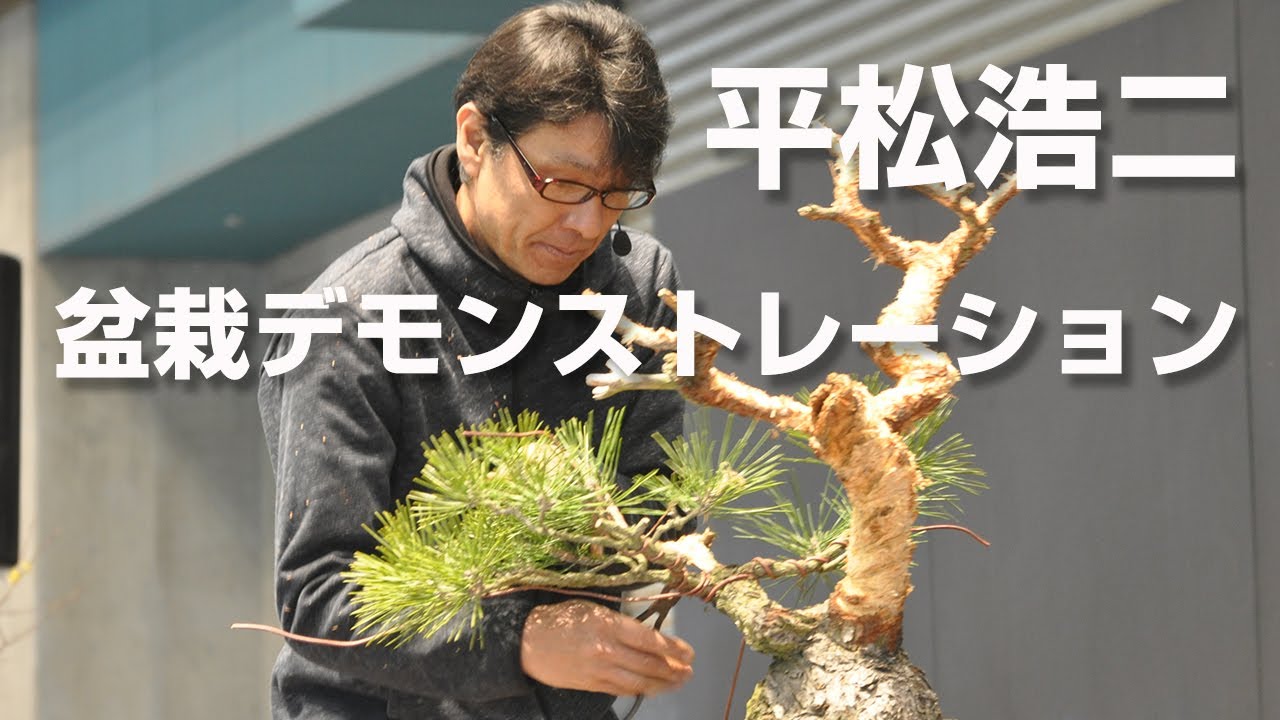 盆栽デモンストレーション 平松浩二（ 2017年 ）黒松の改作 剪定 パフォーマンス